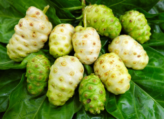 Jangan Lupa Berburu Mengkudu Saat Mudik Lebaran! Simak Khasiatnya untuk Kesehatan