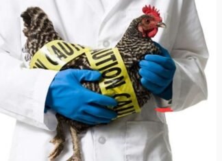 WHO Umumkan Kematian Warga Meksiko Sebagai Korban Pertama Virus H5N1