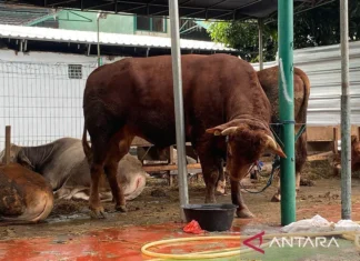 Gibran Kurban Sapi Limosin ke Masjid Al-Azhar Jakarta