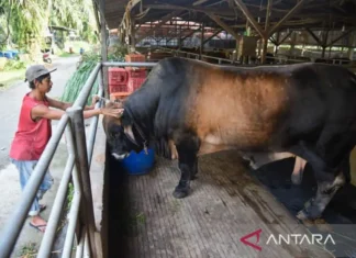 Sapi Kurban untuk PP Muhamadiyah Dipotong di RPH Cipulir