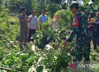 Aparat Gabungan Cianjur Musnahkan Pohon Kecubung