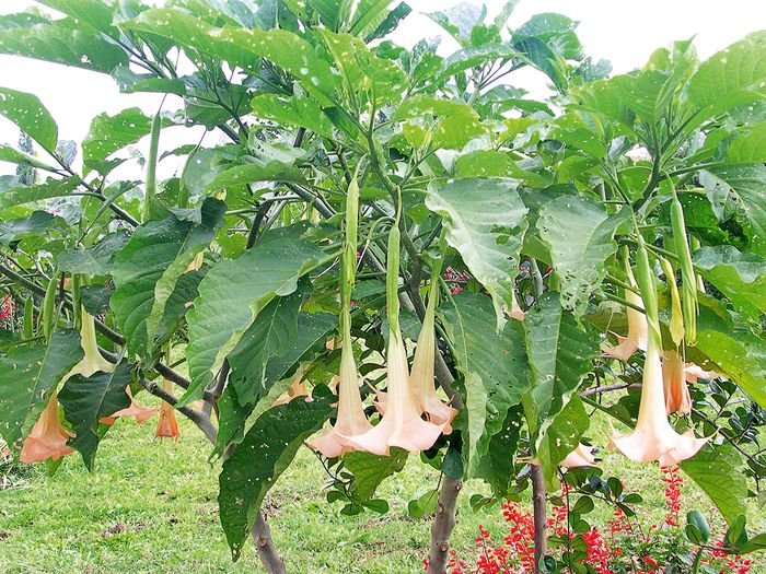 pohon kecubung