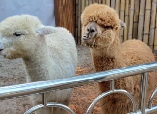 Ada Alpaca Di Ancol, Pengunjung Bisa Peluk dan Kasih Makan