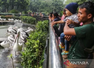Jumlah Pengunjung Ragunan Naik Dua Kali Lipat Pada Hari Libur Natal