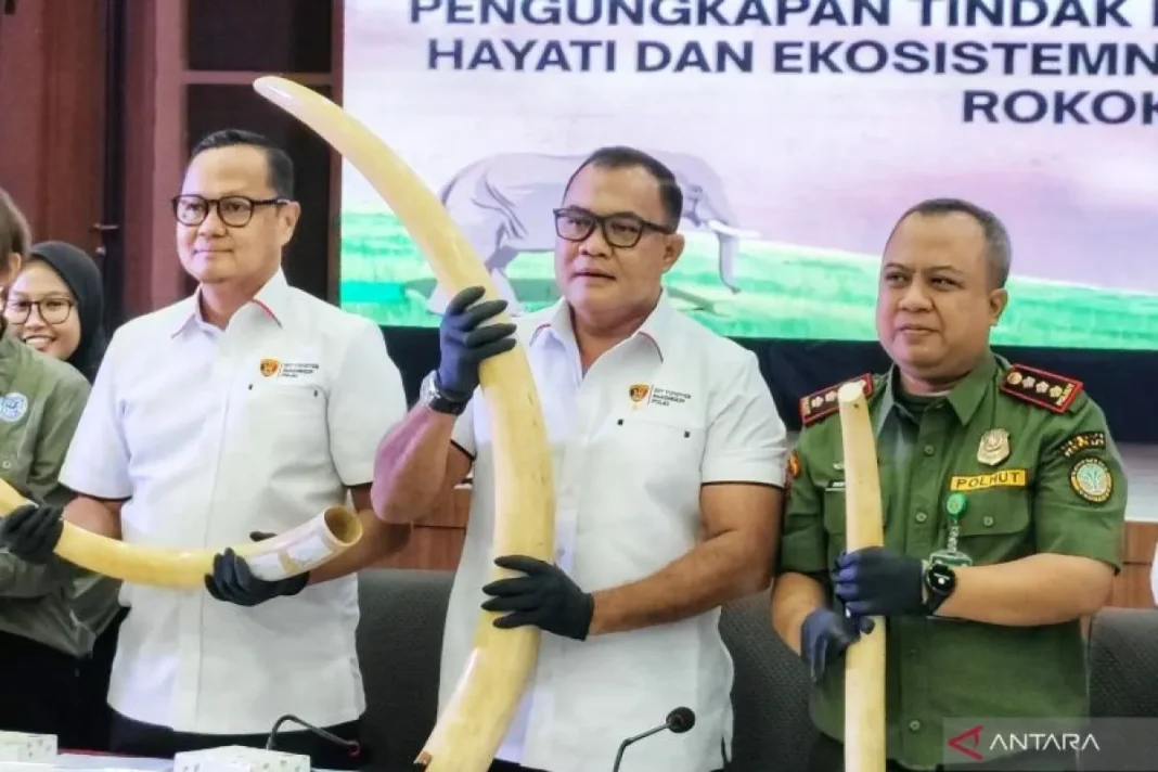 Bareskrim perkirakan nilai gading gajah ilegal sitaan Rp2,3 miliar