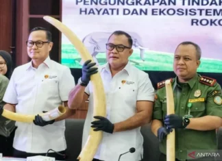 Bareskrim Perkirakan Nilai Gading Gajah Ilegal Sitaan Rp2,3 Miliar