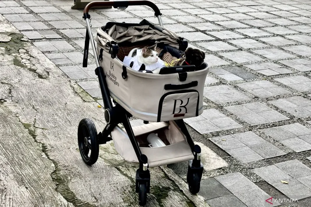 Gaya Bobby Kertanegara pakai koko putih saat Idul Adha