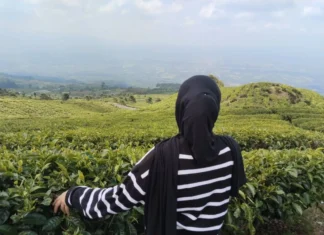 825 Pendaki Rayakan HUT RI di Puncak Gunung Dempo