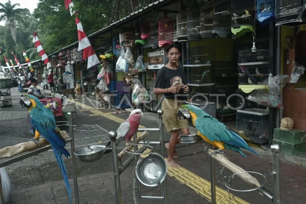 Pemprov sediakan lokasi permanen untuk pedagang Pasar Hewan Barito