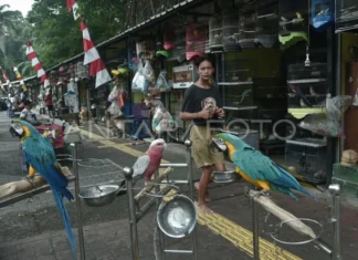 Pemprov Sediakan Lokasi Permanen untuk Pedagang Pasar Hewan Barito