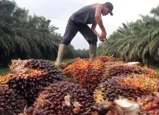 Indonesia desak Uni Eropa hapus Pembatasan Impor Biodiesel pasca putusan WTO