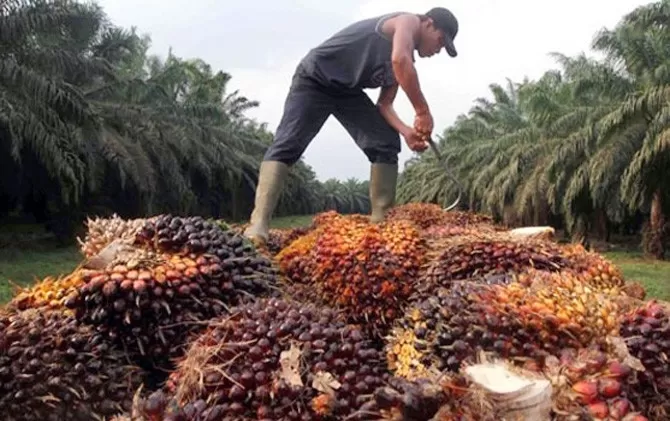 menangkan-gugatan-bea-masuk-biodiesel-asal-indonesia-ke-eropa-dihapus_m_202349