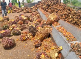 Kemendag: Harga CPO Naik Tipis Dipicu Rencana Penerapan B50