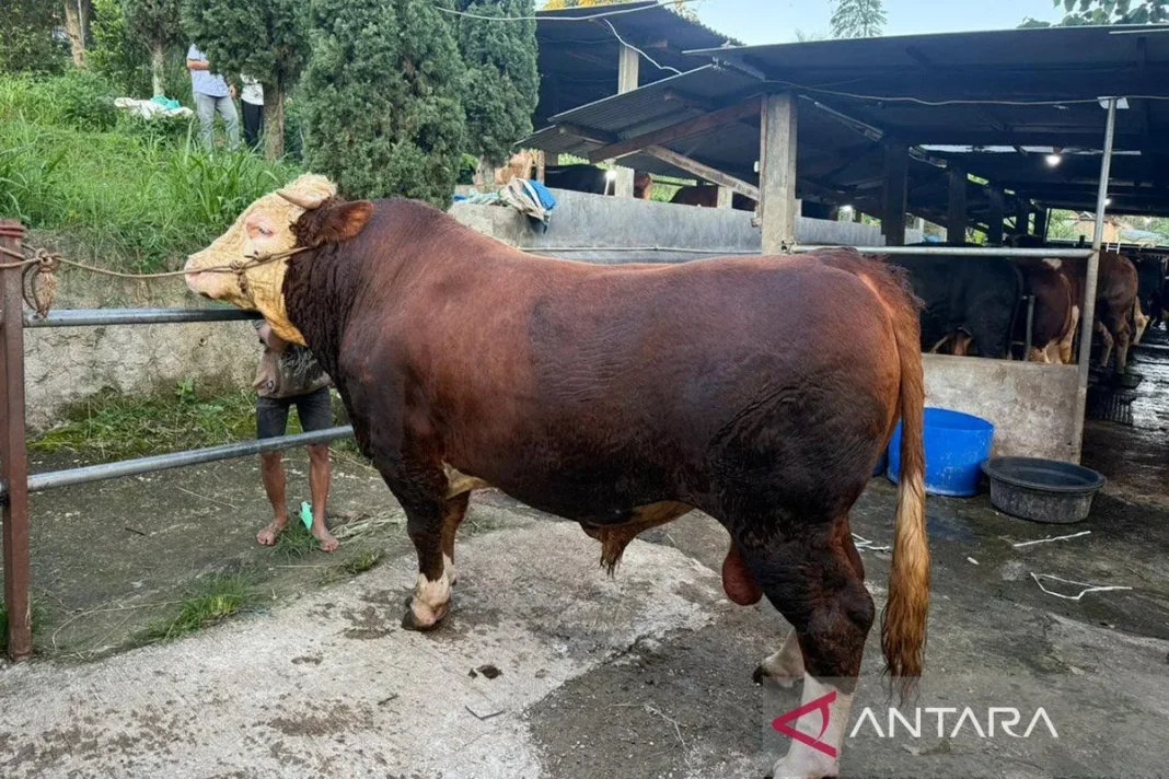 1.098 sapi kurban Prabowo dari peternak lokal dan berkualitas premium