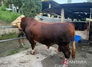 1.098 Sapi Kurban Prabowo dari Peternak Lokal dan Berkualitas Premium