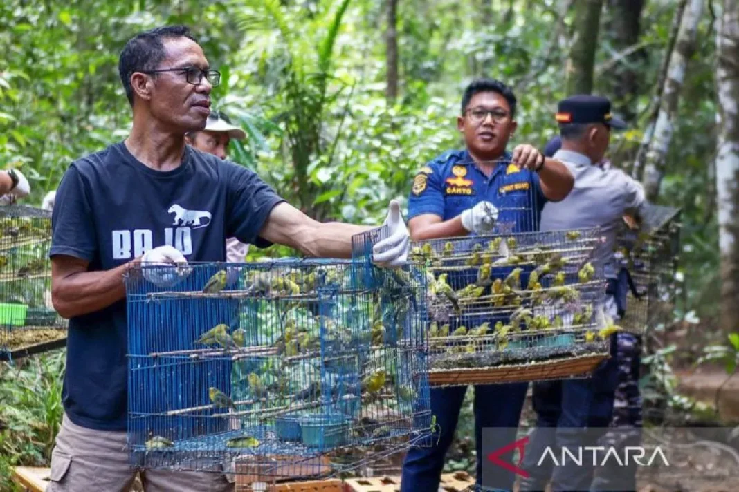 BKSDA NTT lepasliarkan 1.000 burung di Manggarai Barat
