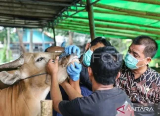 DKI Berkoordinasi dengan Daerah Pemasok, Pastikan Hewan Kurban Sehat
