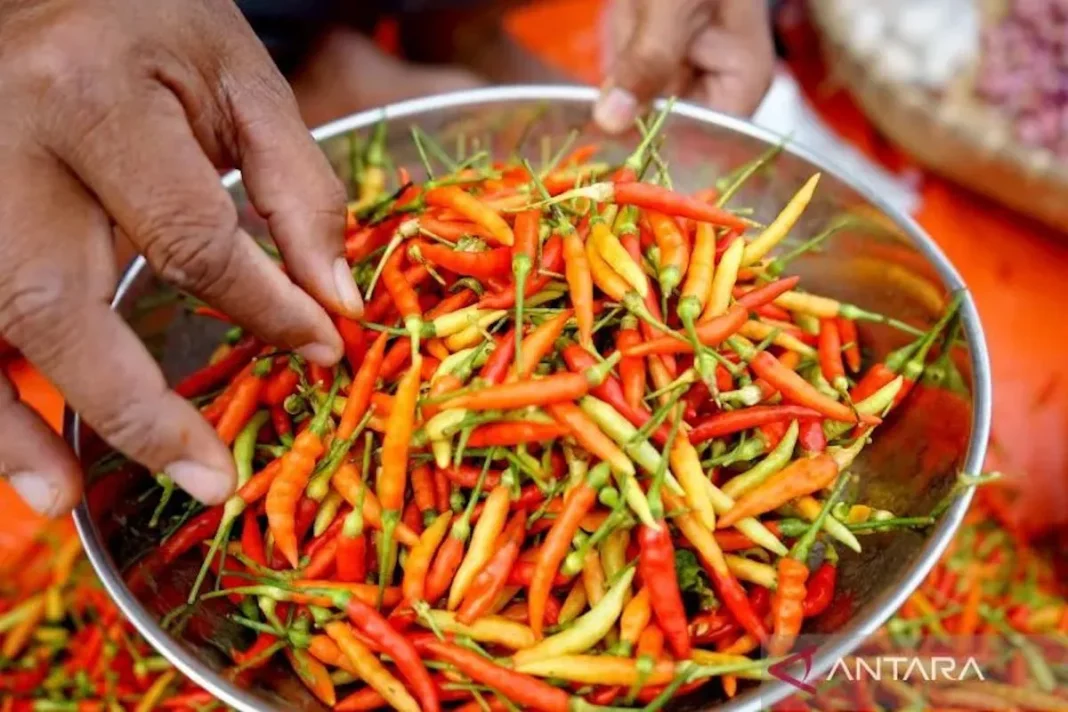 Harga cabai rawit Rp67.650 kg, telur ayam Rp31.000 kg