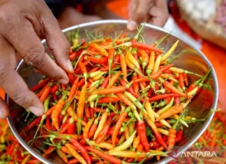 Harga Cabai Rawit Rp67.650/Kg, Telur Ayam Rp31.000/Kg