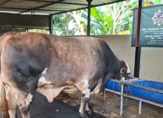 Kenalan sama Panjul, Sapi Kurban Prabowo yang Dibeli dari Peternak Asal Ciputat