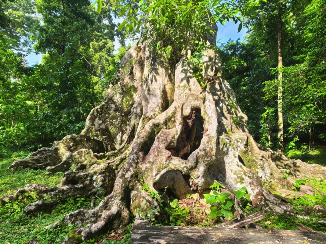 Kenari Tua