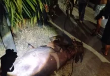 Membahayakan Warga, Polisi Lumpuhkan Dua Kerbau di Kudus