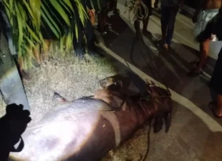 Membahayakan Warga, Polisi Lumpuhkan Dua Kerbau di Kudus