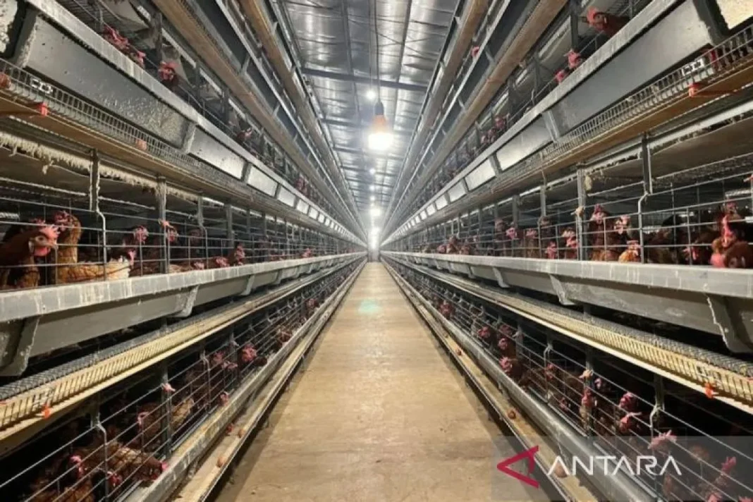 Peternak rakyat jadi prioritas pengembangan industri ayam