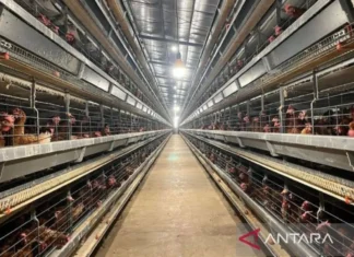 Peternak Rakyat jadi Prioritas Pengembangan Industri Ayam