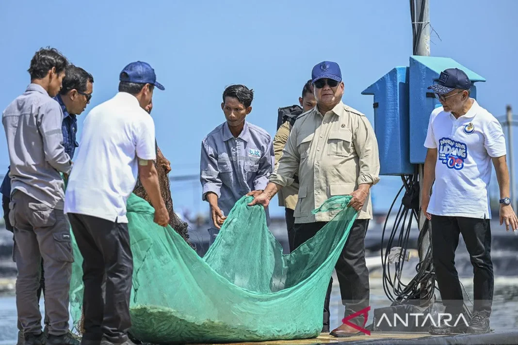 Prabowo panen udang di Kebumen, 1 hektare hasilkan Rp2,8 miliar