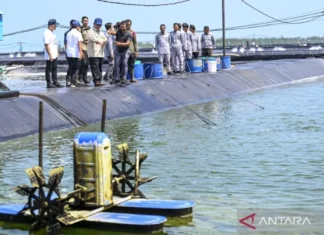 Presiden Panen Raya Udang di Kebumen