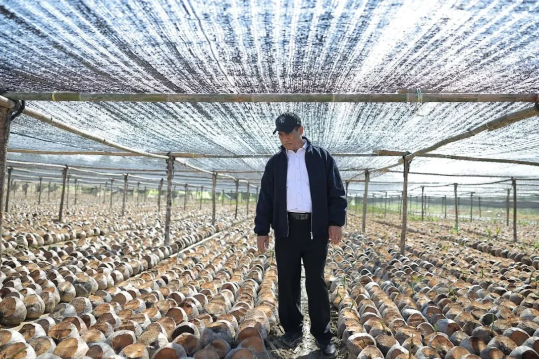 Pemerintah siapkan 280 juta bibit kakao-kelapa untuk perkebunan