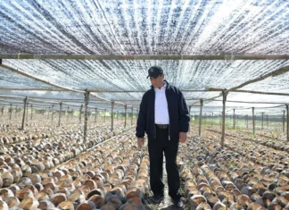Pemerintah Siapkan 280 Juta Bibit Kakao-Kelapa untuk Perkebunan