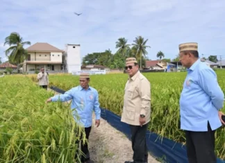 Produksi Padi Naik 100 Persen, Prabowo Targetkan Indonesia Lumbung Pangan