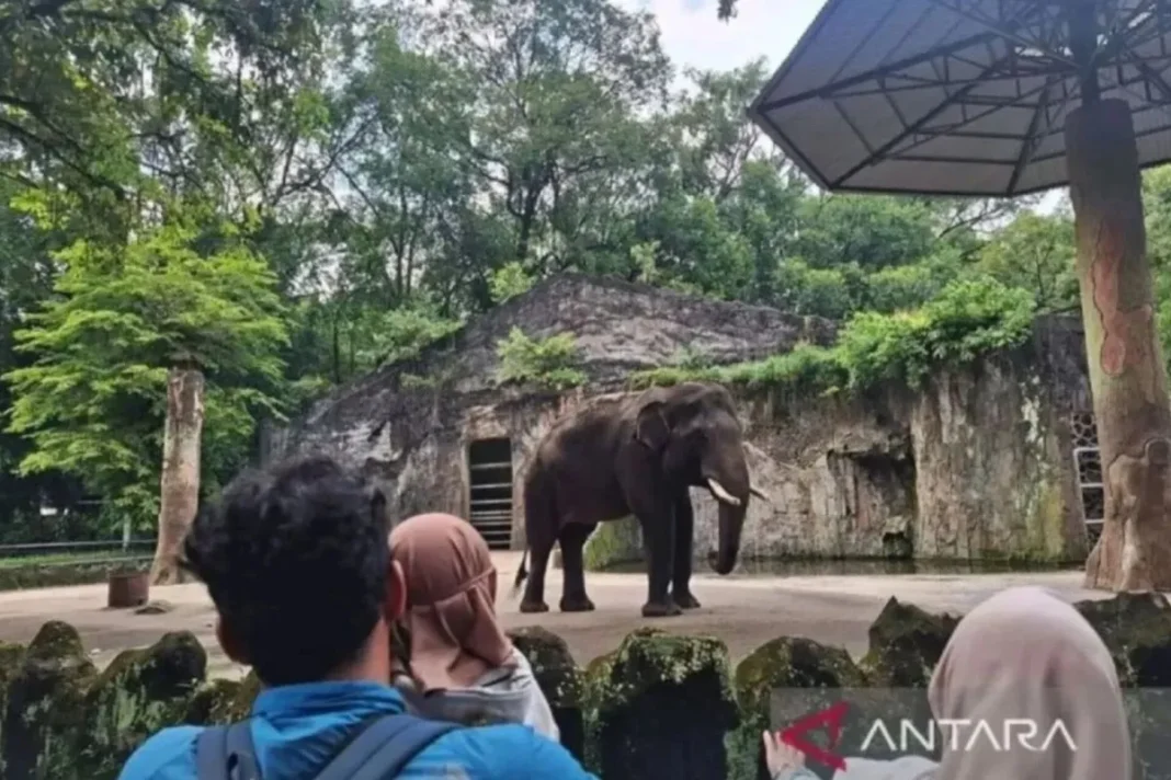 Ragunan gratiskan tiket masuk sambut HUT Jakarta