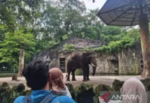Ragunan Gratiskan Tiket Masuk Sambut HUT Jakarta