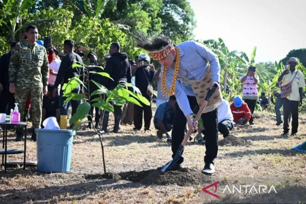 Wapres Gibran tanam bibit kakao unggulan di Manokwari Selatan