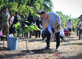 Wapres Gibran Tanam Bibit Kakao Unggulan di Manokwari Selatan