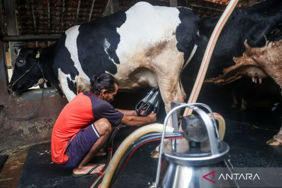 Ekonom nilai kepastian pasar menjadi kunci swasembada susu nasional
