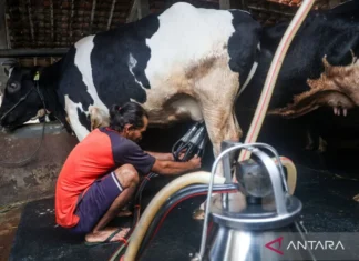 Ekonom Nilai Kepastian Pasar Menjadi Kunci Swasembada Susu Nasional