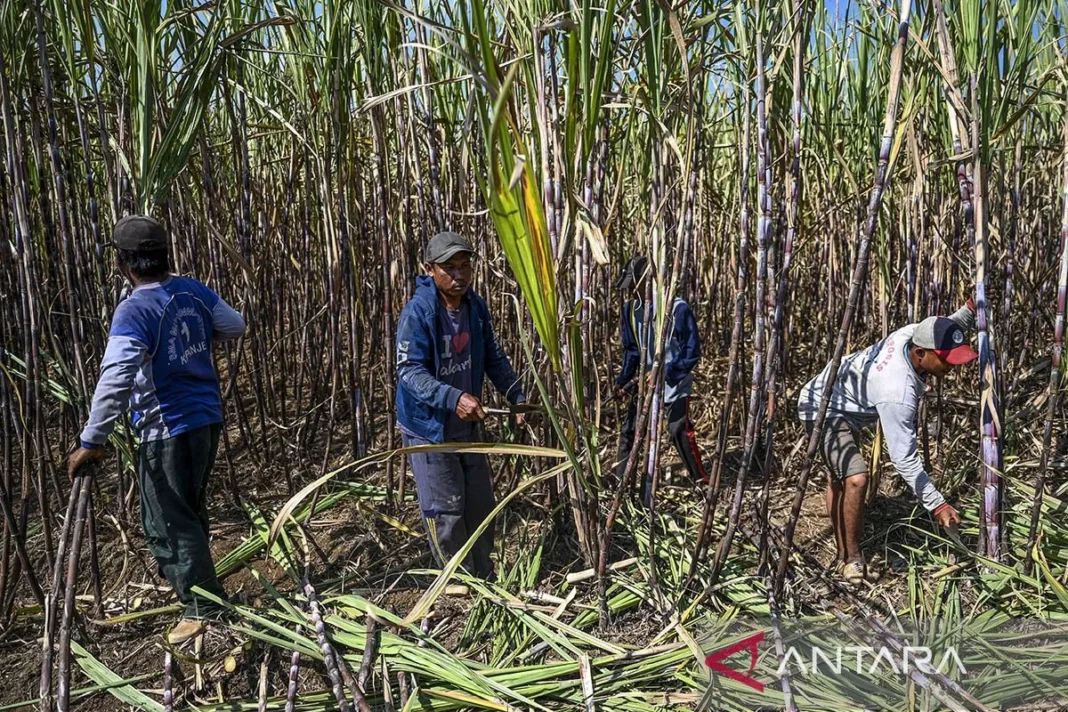 Kejar mandatori E20, ESDM membuka peluang swasta bangun pabrik etanol