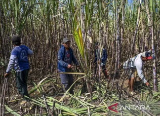 Kejar Mandatori E20, ESDM Membuka Peluang Swasta Bangun Pabrik Etanol