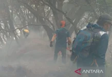 TNGGP Catat 150 Petugas Gabungan masih Berjibaku Padamkan Api Gunung Pangrango